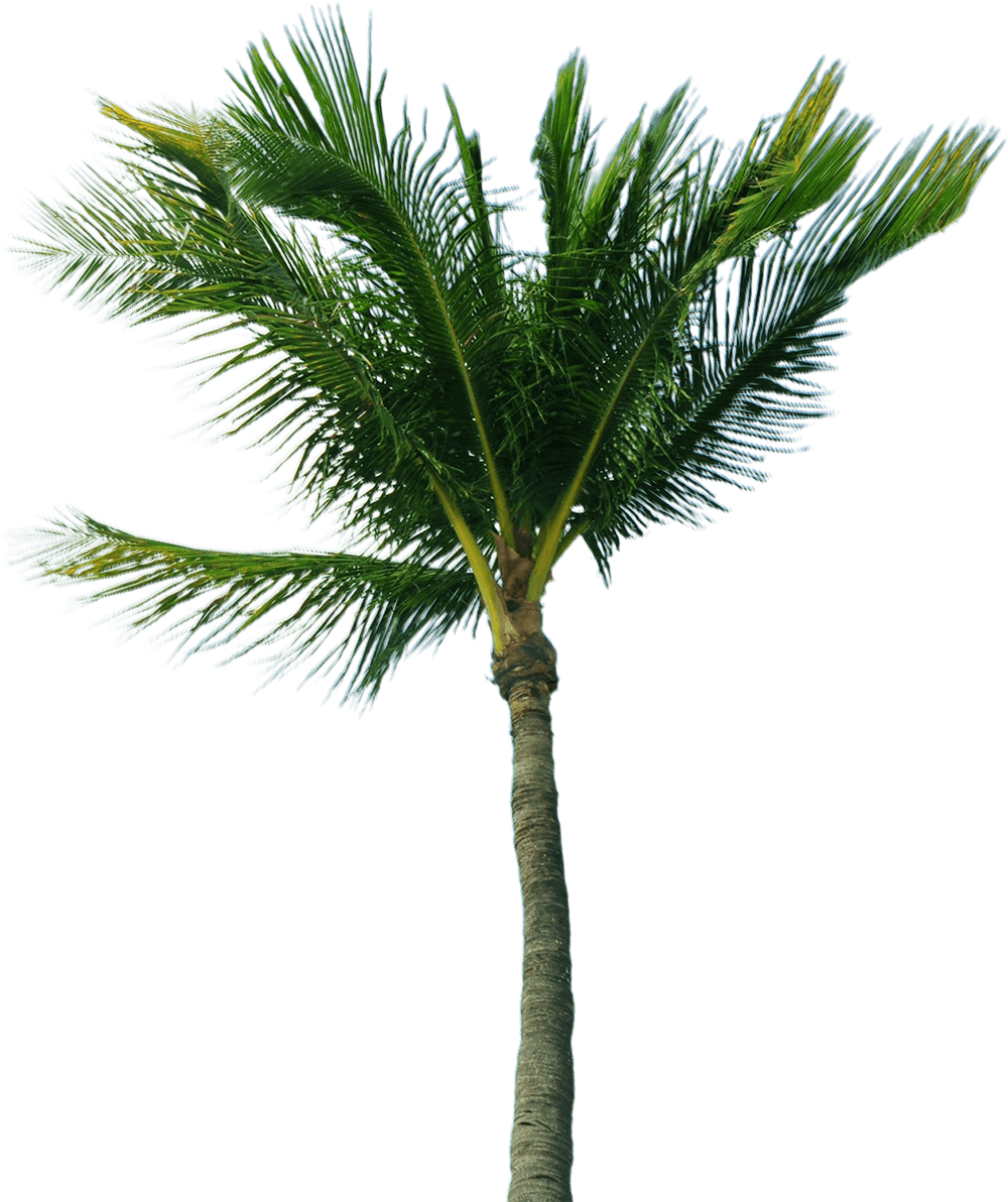 Coconut Tree PNG